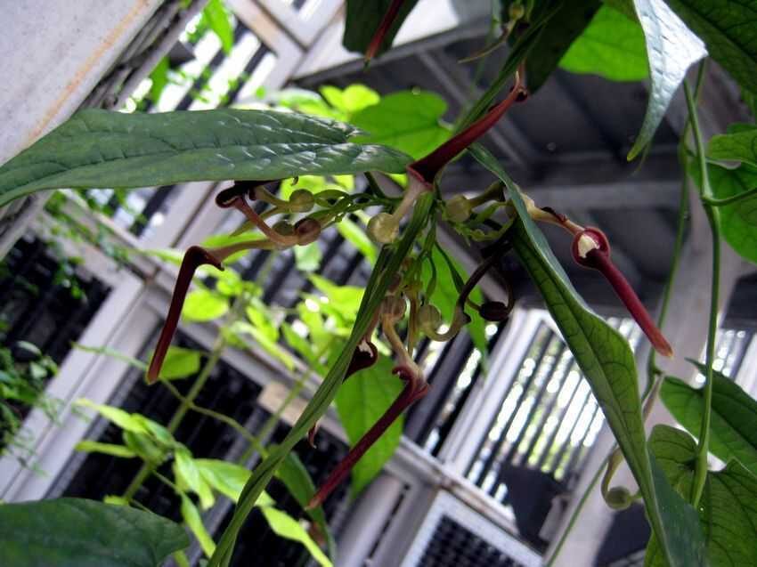 Aristolochia tagala - Indian Birthwort, Dutchman's Pipe - Image 2