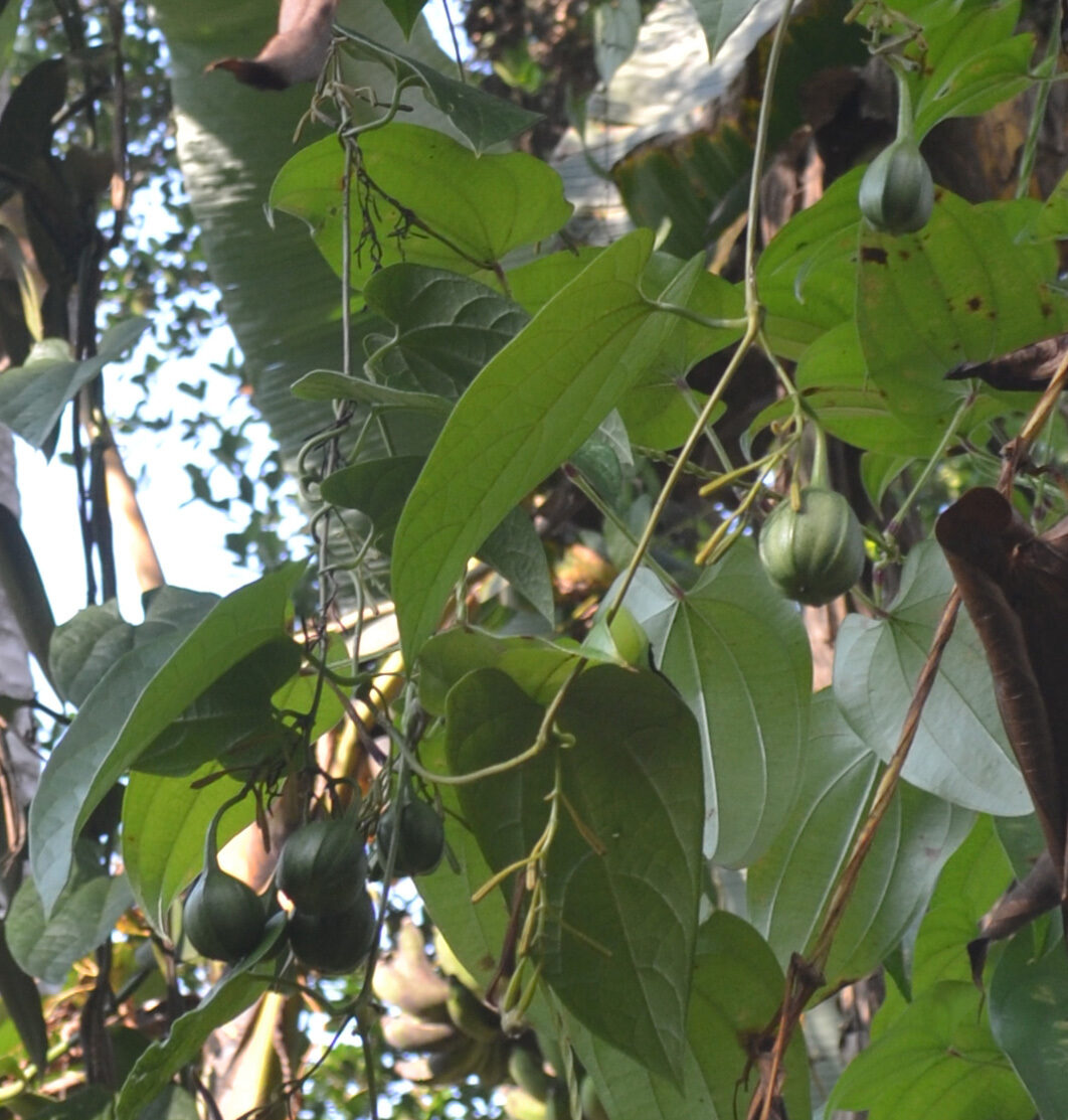 Aristolochia tagala - Indian Birthwort, Dutchman's Pipe - Image 3