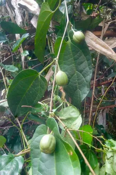 Aristolochia tagala - Indian Birthwort, Dutchman's Pipe - Image 4