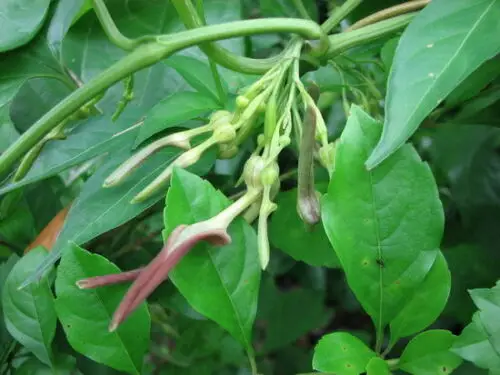 Aristolochia tagala - Indian Birthwort, Dutchman's Pipe - Image 5