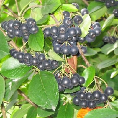 Aronia melanocarpa / Photinia melanocarpa - Aronia Berry, Black Chokeberry