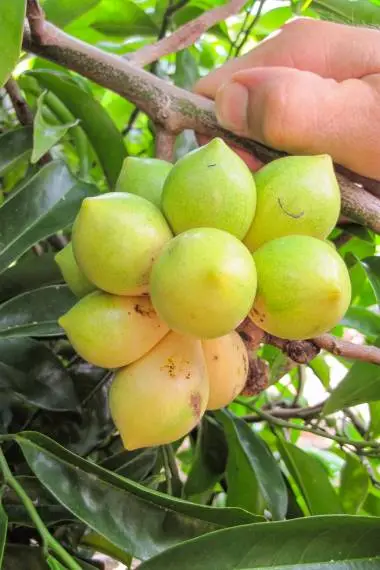 Artabotrys hexapetalus - Climbing Ylang-Ylang, Manoranjini, Ylang Ylang Vine, Tail Grape, Climbing Ilang-