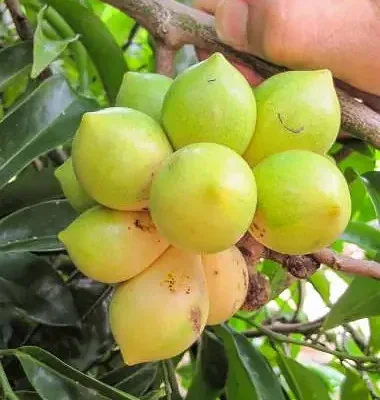 Artabotrys hexapetalus - Climbing Ylang-Ylang, Manoranjini, Ylang Ylang Vine, Tail Grape, Climbing Ilang-