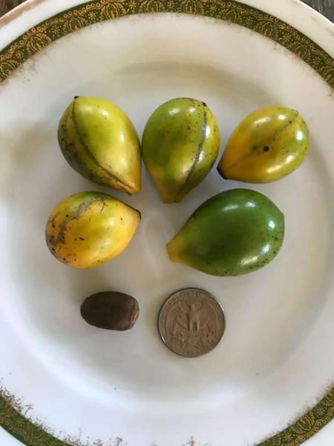 Artabotrys hexapetalus - Climbing Ylang-Ylang, Manoranjini, Ylang Ylang Vine, Tail Grape, Climbing Ilang- - Image 4