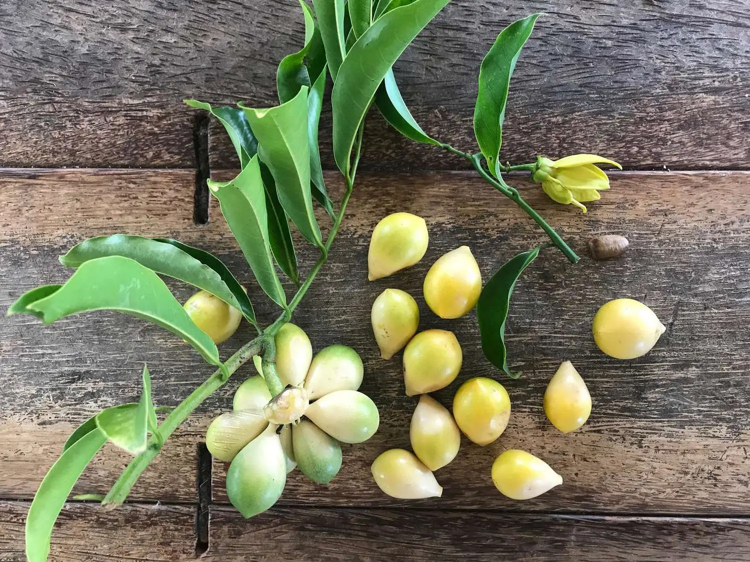 Artabotrys hexapetalus - Climbing Ylang-Ylang, Manoranjini, Ylang Ylang Vine, Tail Grape, Climbing Ilang- - Image 6