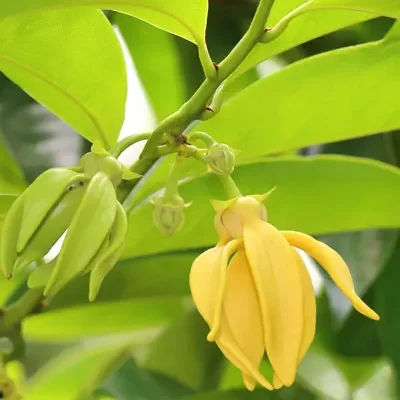 Artabotrys siamensis - Ylang Ylang Vine
