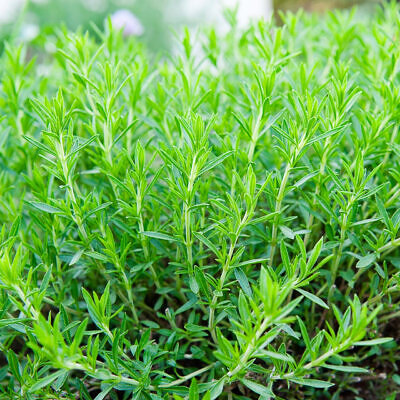 Artemisia dracunculus - Russian Tarragon, Estragon