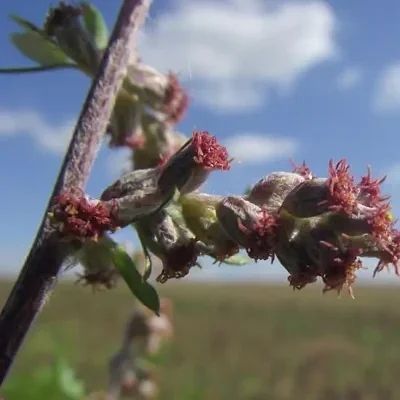 Artemisia vulgaris - Mugwort, Common Wormwood