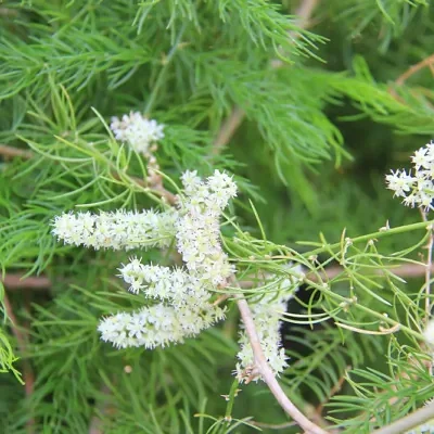 Asparagus racemosus - Satavar