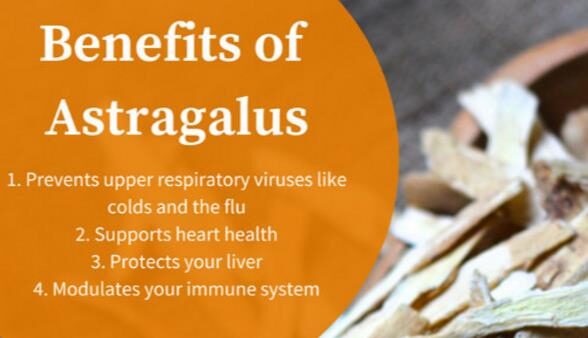 Astragalus propinquus / Astragalus membranaceus / Phaca membranacea - Astragalus membranaceus, Astragal, huang chi, chinese milk-vetch - Image 4