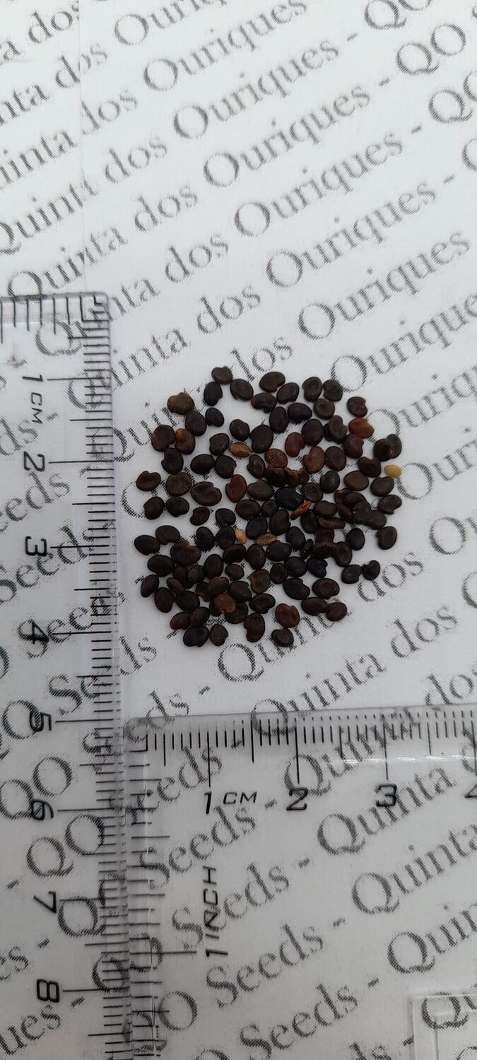 Astragalus propinquus / Astragalus membranaceus / Phaca membranacea - Astragalus membranaceus, Astragal, huang chi, chinese milk-vetch - Image 9