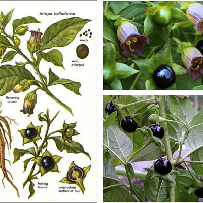 Atropa belladonna - Deadly Nightshade, Atropa Belladonna