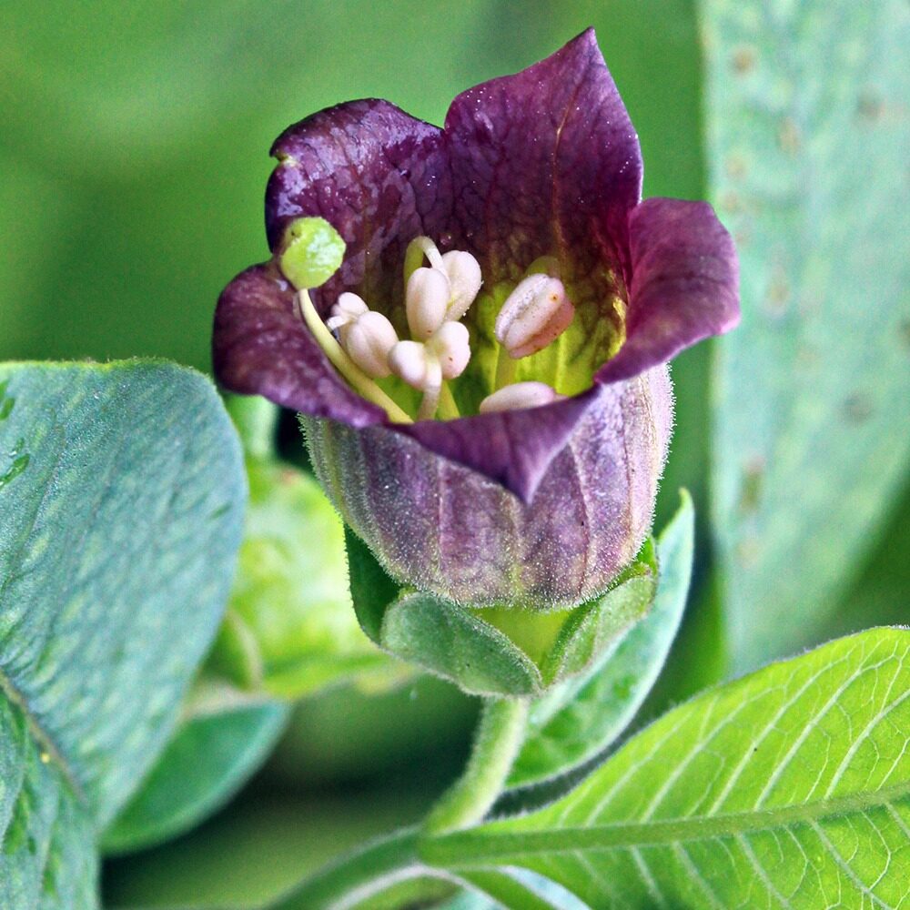 Atropa belladonna - Deadly Nightshade, Atropa Belladonna - Image 3