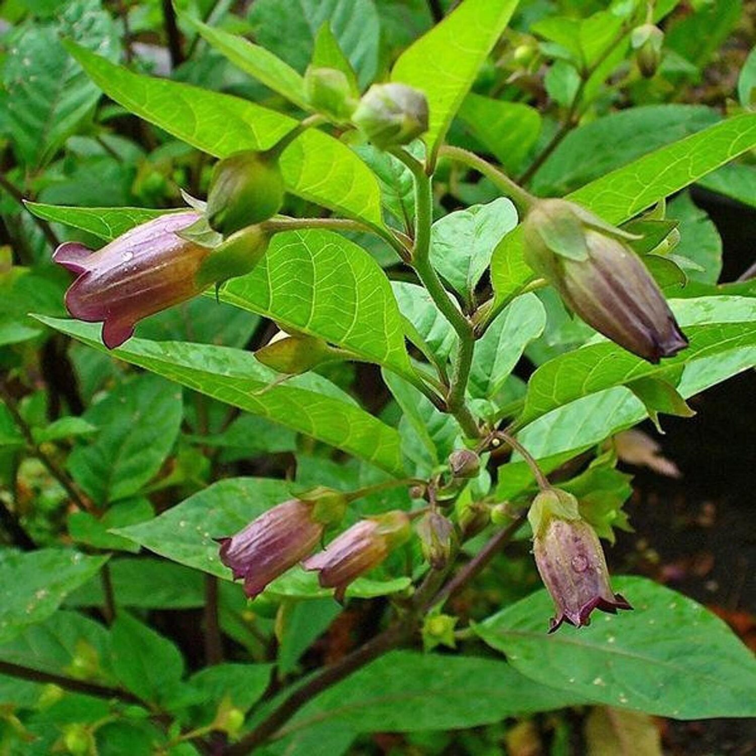 Atropa belladonna - Deadly Nightshade, Atropa Belladonna - Image 4