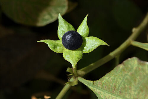 Atropa belladonna - Deadly Nightshade, Atropa Belladonna - Image 6