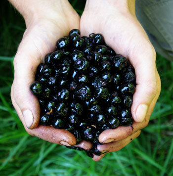 Atropa belladonna - Deadly Nightshade, Atropa Belladonna - Image 7