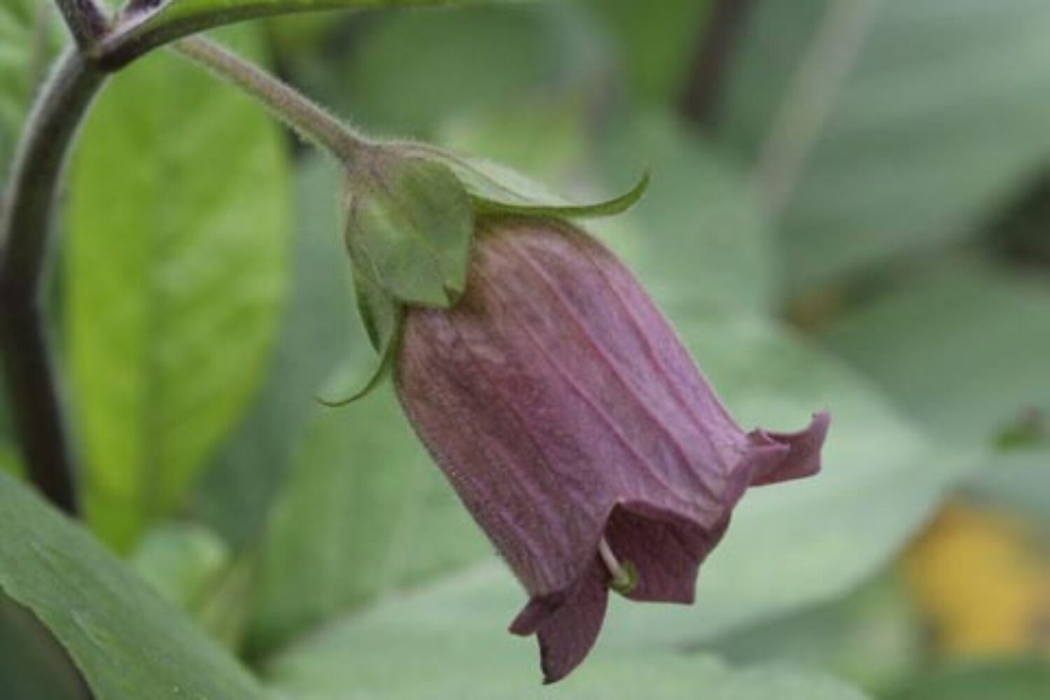 Atropa belladonna - Deadly Nightshade, Atropa Belladonna - Image 8