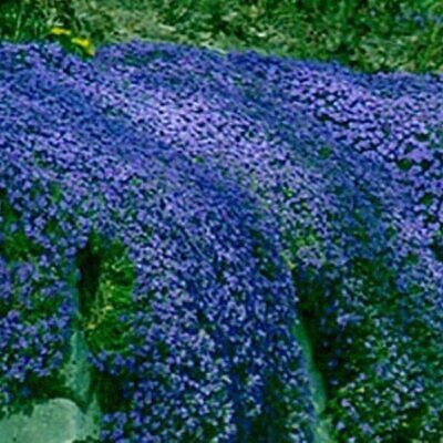 Aubrieta deltoidea 'Blue Cascade' - Rock Cress Cascading Blue