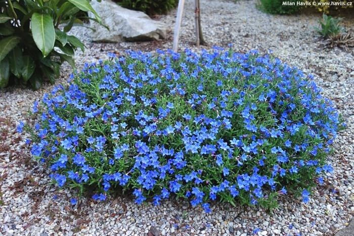 Aubrieta deltoidea 'Blue Cascade' - Rock Cress Cascading Blue - Image 2