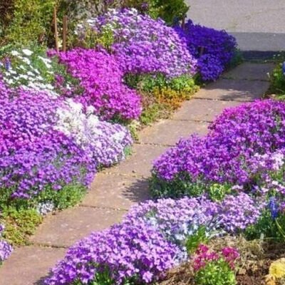 Aubrieta 'Grandiflora Mix' - Rock Cress