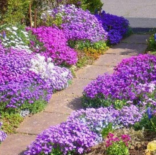 Aubrieta 'Grandiflora Mix' - Rock Cress