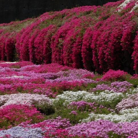Aubrieta 'Grandiflora Mix' - Rock Cress - Image 2