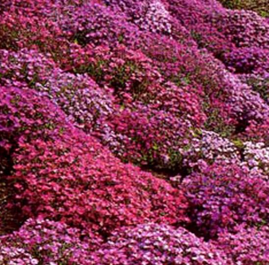 Aubrieta 'Grandiflora Mix' - Rock Cress - Image 4