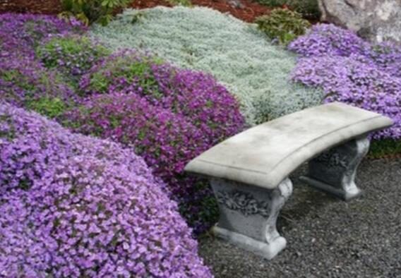 Aubrieta 'Grandiflora Mix' - Rock Cress - Image 5