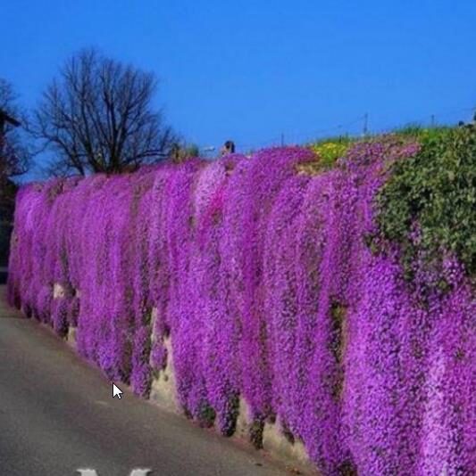 Aubrieta 'Grandiflora Mix' - Rock Cress - Image 6