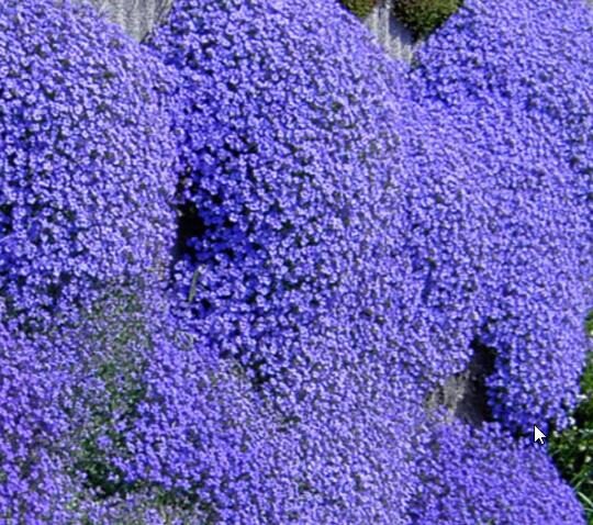 Aubrieta 'Grandiflora Mix' - Rock Cress - Image 8