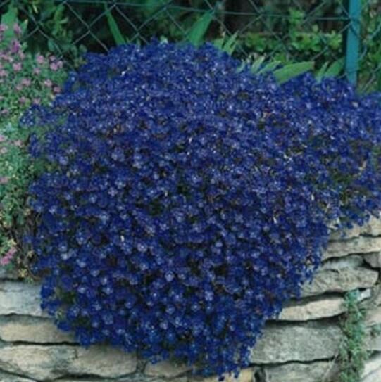 Aubrieta 'Grandiflora Mix' - Rock Cress - Image 10