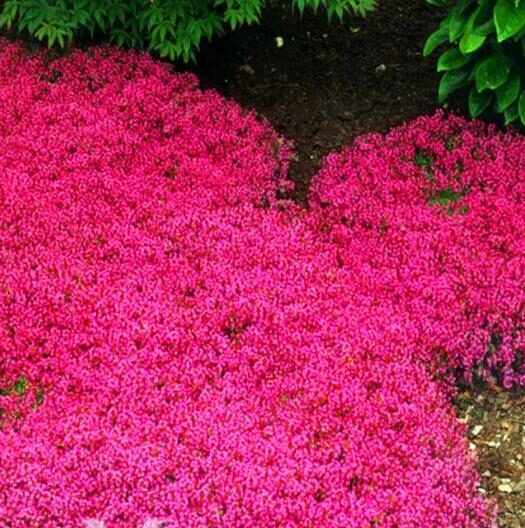 Aubrieta 'Grandiflora Mix' - Rock Cress - Image 11