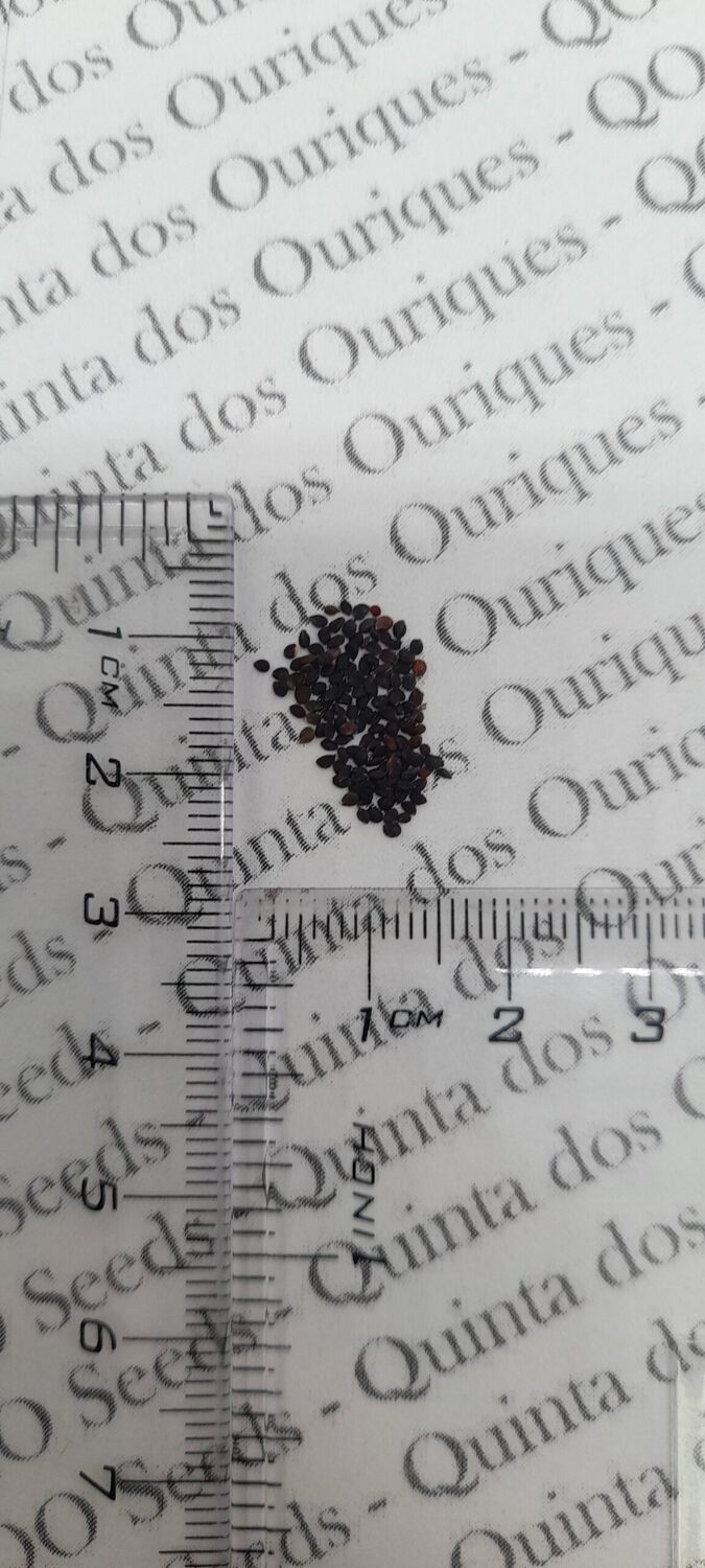 Aubrieta 'Grandiflora Mix' - Rock Cress - Image 12