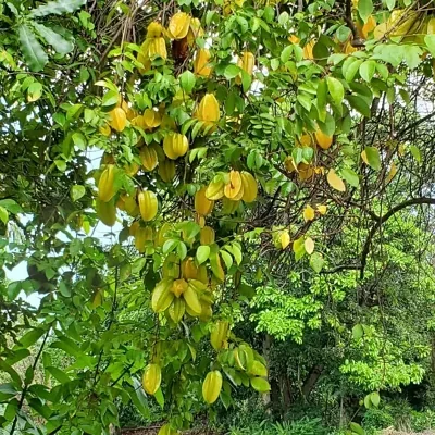 Averrhoa carambola - Carambola, Star Fruit, Five-Corner