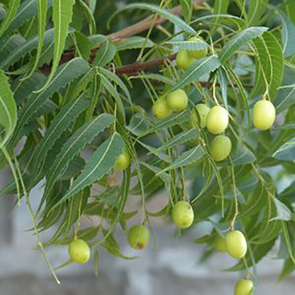 Azadirachta indica - Neem Tree - Image 3