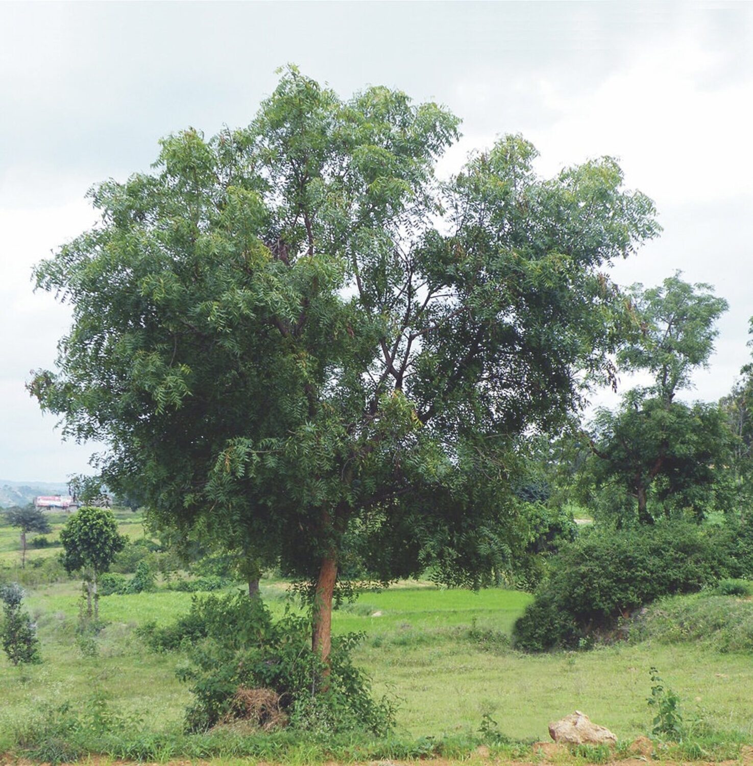 Azadirachta indica - Neem Tree - Image 4
