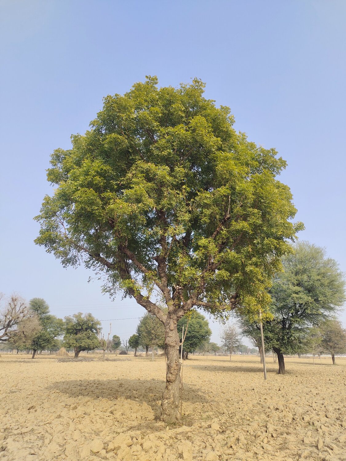 Azadirachta indica - Neem Tree - Image 5