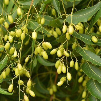 Azadirachta indica - Neem Tree