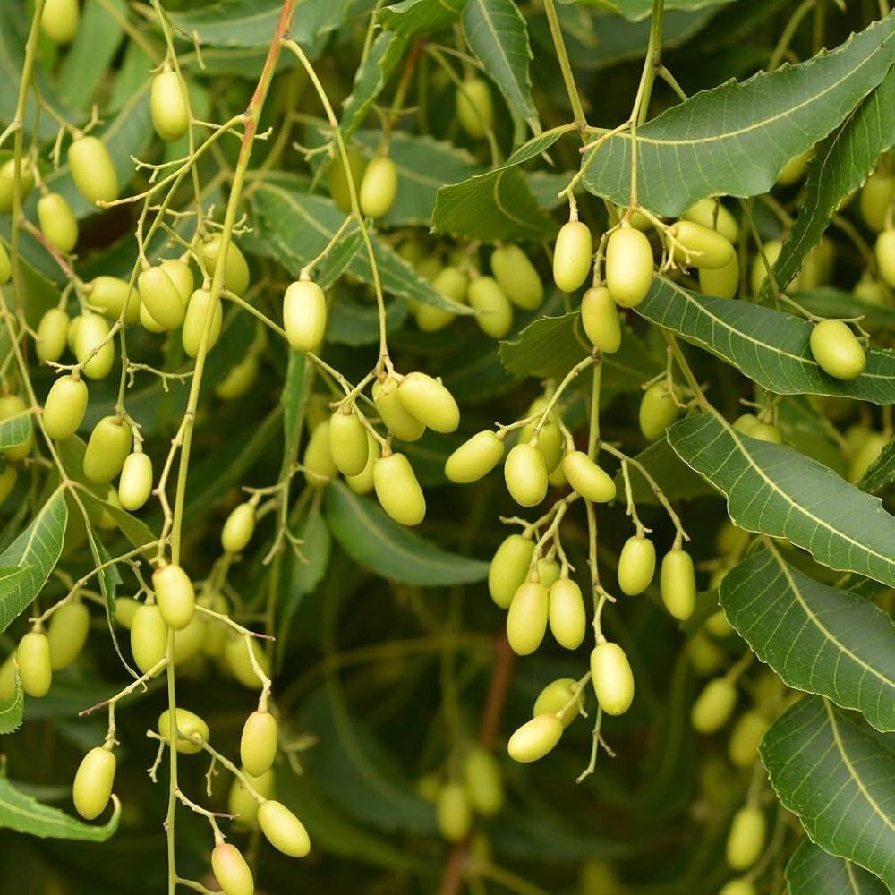 Azadirachta indica - Neem Tree