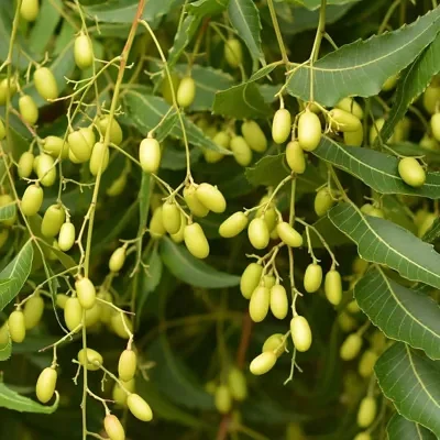 Azadirachta indica - Neem Tree