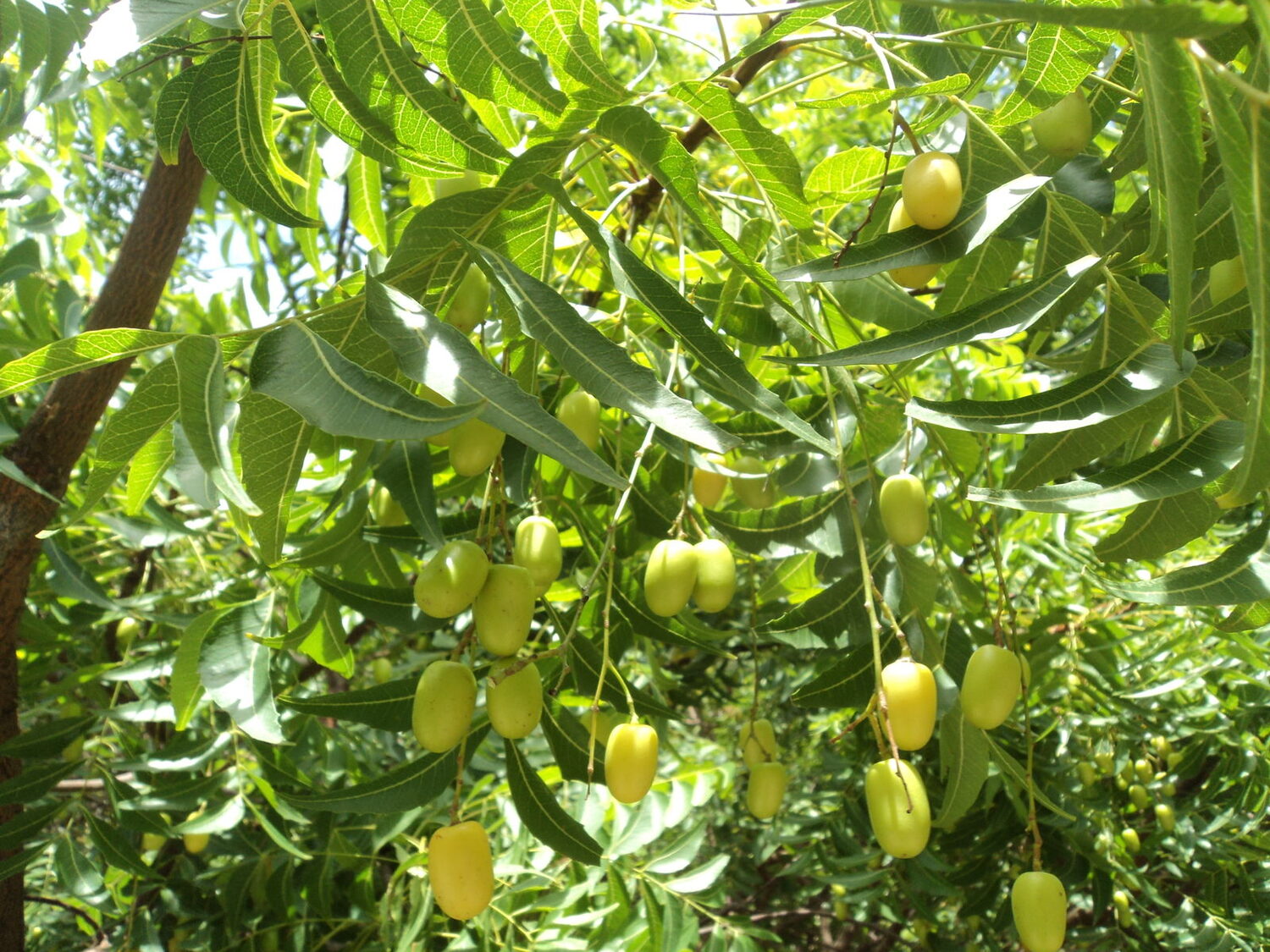 Azadirachta indica - Neem Tree - Image 6