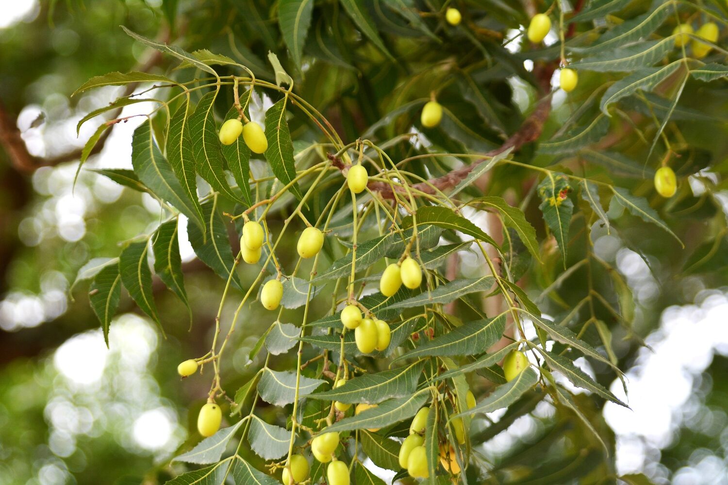 Azadirachta indica - Neem Tree - Image 7