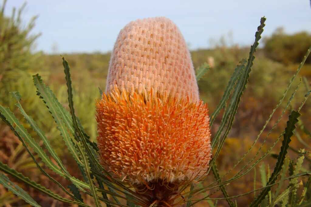 Banksia hookeriana (5 Seeds) + Smoke Seed Primer (01 Disc) - Hooker's Banksia, Eneabba Banksia - Image 6