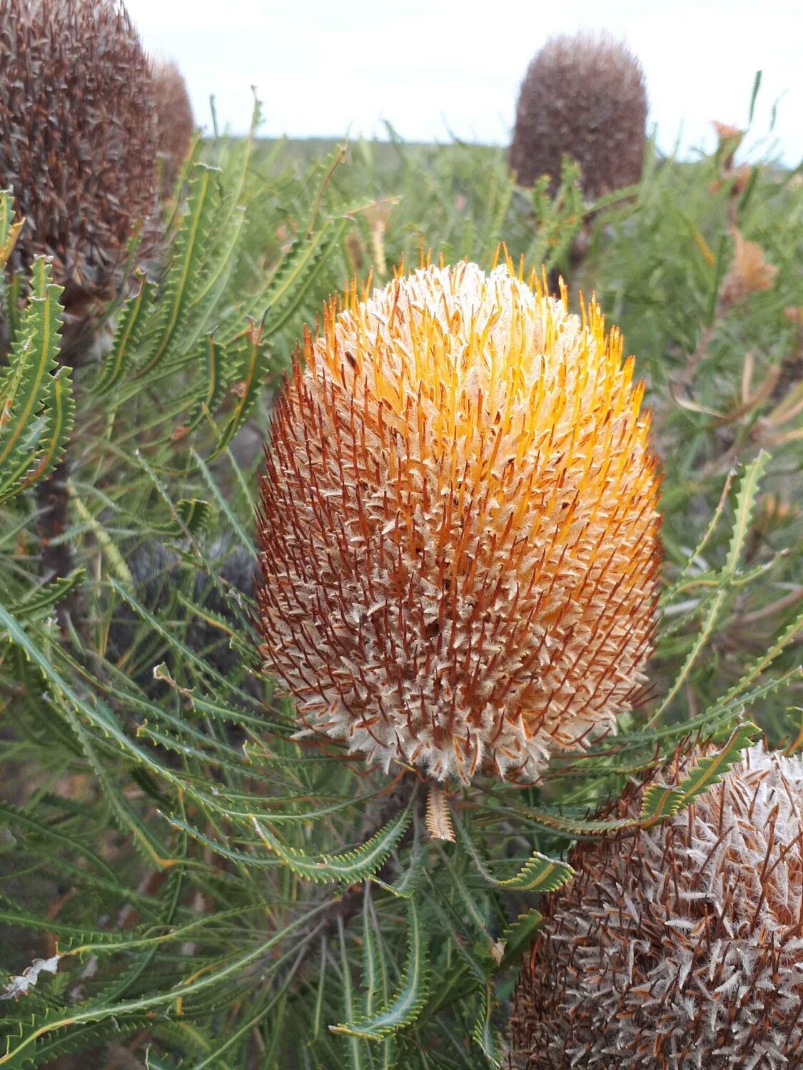 Banksia hookeriana (5 Seeds) + Smoke Seed Primer (01 Disc) - Hooker's Banksia, Eneabba Banksia - Image 7