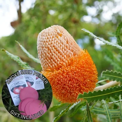 Banksia prionotes (10 Seeds) + Smoke Seed Primer (01 Disc) - Acorn Banksia, Orange Banksia