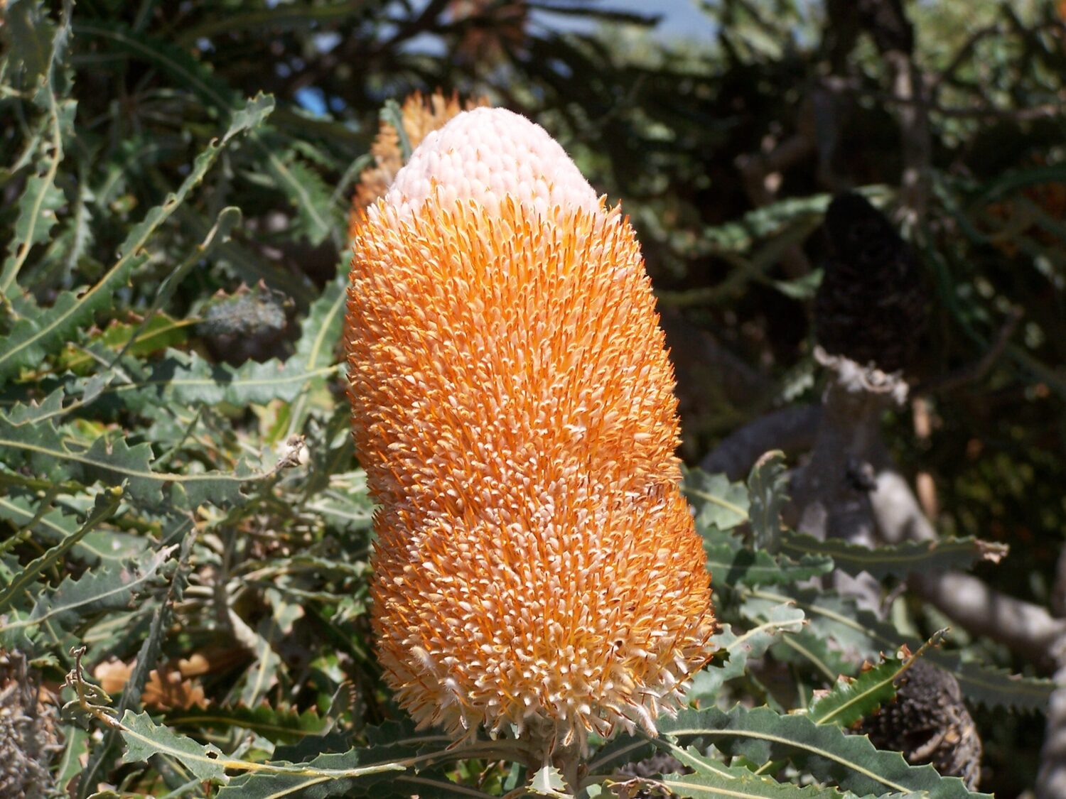 Banksia prionotes - Acorn Banksia, Orange Banksia - Image 2