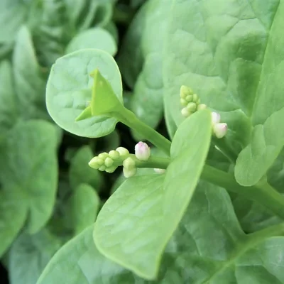 Basella alba - Malabar spinach, Vine spinach, Ceylon spinach