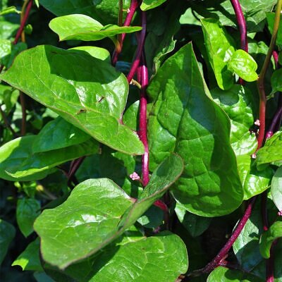 Basella alba var. rubra - Red Ceylon Spinach, Red-stemmed Malabar Spinach, Red Indian Spinach