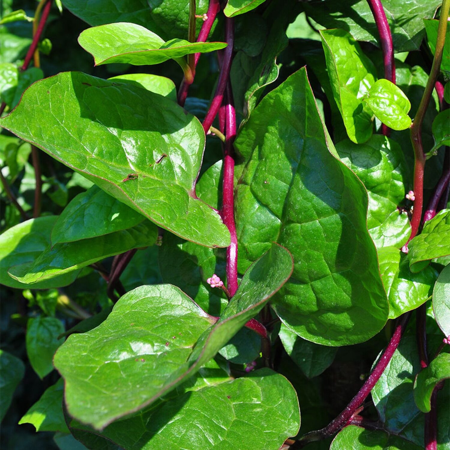Basella alba var. rubra - Red Ceylon Spinach, Red-stemmed Malabar Spinach, Red Indian Spinach