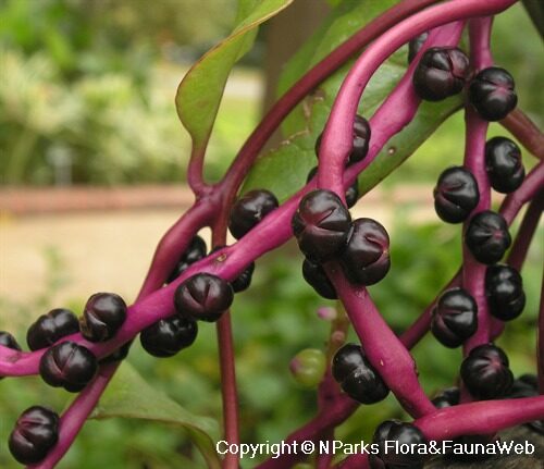 Basella alba var. rubra - Red Ceylon Spinach, Red-stemmed Malabar Spinach, Red Indian Spinach - Image 5